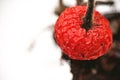 a close-up of a shriveled red berry, emphasizing its textured surface against a muted background winter