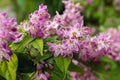 Close up shrub with pink flowers. Deutzia raspberry sundae. Deutzia Strawberry Fields. Deutzia gracilis Rosea Royalty Free Stock Photo