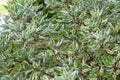 Close up shrub of white Cornus alba with branches with green and white leaves Royalty Free Stock Photo