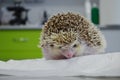 Close up of a shy and morbidly obese african male hedgehog at the vet, on the examination table Royalty Free Stock Photo