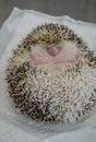 Close up of a shy and morbidly obese, curled up african male hedgehog