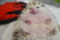 Close up of a shy and morbidly obese, curled up african male hedgehog Royalty Free Stock Photo