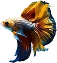 a close-up of Siam betta fish with a black background. AI-Generated.