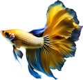 a close-up of Siam betta fish with a black background. AI-Generated.