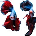 a close-up of Siam betta fish with a black background. AI-Generated.