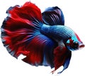 a close-up of Siam betta fish with a black background. AI-Generated.