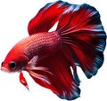 a close-up of Siam betta fish with a white background. AI-Generated.