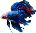 a close-up of Siam betta fish with a white background. AI-Generated.