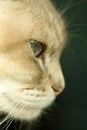Siamese blue point cat