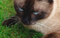 Close up Siamese cat lying on a grass..Boutdoor, portrait, nature, green, feline, pretty, wildlife, cat, grass, mammal, summer,