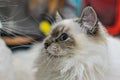 Close-up of a Siamese cat, white fur with darker points ears, face, paws, tail, looking directly at the camera, soft lighting Royalty Free Stock Photo
