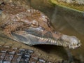 Close up of Siamese crocodile Crocodylus siamensis Royalty Free Stock Photo