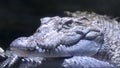 A Close Up of a Siamese Crocodile Royalty Free Stock Photo