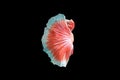 Close-Up Of Siamese Fighting Fish Against Black Background Royalty Free Stock Photo