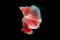 Close-Up Of Siamese Fighting Fish Against Black Background Royalty Free Stock Photo