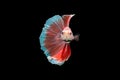 Close-Up Of Siamese Fighting Fish Against Black Background Royalty Free Stock Photo