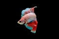Close-Up Of Siamese Fighting Fish Against Black Background Royalty Free Stock Photo