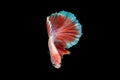 Close-Up Of Siamese Fighting Fish Against Black Background Royalty Free Stock Photo