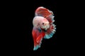 Close-Up Of Siamese Fighting Fish Against Black Background Royalty Free Stock Photo