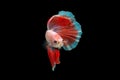 Close-Up Of Siamese Fighting Fish Against Black Background Royalty Free Stock Photo