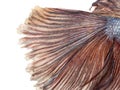 Close-up of a Siamese fighting fish's caudal fin, Betta splendens Royalty Free Stock Photo