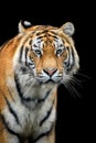 Close up Siberian or Amur tiger on black background Royalty Free Stock Photo