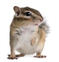 Close-up of a Siberian chipmunk, Euamias sibiricus Royalty Free Stock Photo