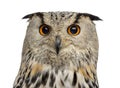 Close-up of a Siberian Eagle Owl - Bubo bubo Royalty Free Stock Photo
