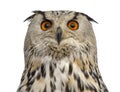Close-up of a Siberian Eagle Owl - Bubo bubo Royalty Free Stock Photo