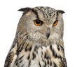 Close-up of a Siberian Eagle Owl - Bubo bubo Royalty Free Stock Photo