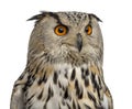 Close-up of a Siberian Eagle Owl - Bubo bubo