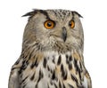 Close-up of a Siberian Eagle Owl - Bubo bubo Royalty Free Stock Photo