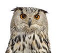 Close-up of a Siberian Eagle Owl - Bubo bubo Royalty Free Stock Photo