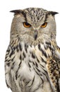Close-up of a Siberian Eagle Owl - Bubo bubo Royalty Free Stock Photo