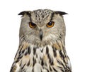 Close-up of a Siberian Eagle Owl - Bubo bubo Royalty Free Stock Photo
