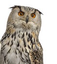 Close-up of a Siberian Eagle Owl - Bubo bubo Royalty Free Stock Photo