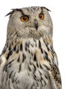 Close-up of a Siberian Eagle Owl - Bubo bubo 3 years old in fr Royalty Free Stock Photo