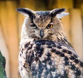 Iberian Eagle Owl portrait Royalty Free Stock Photo