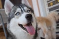 Close up Siberian husky happy dog.