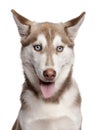 Close-up of Siberian Husky puppy, 4 months old Royalty Free Stock Photo