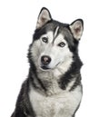 Close-up of a Siberian Husky, 4 years old ,