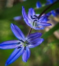 Close-Up of Siberian Squill Flowers Royalty Free Stock Photo