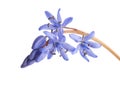 Close-up of Siberian Squill Royalty Free Stock Photo