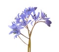 Close-up of Siberian Squill (Scilla siberica).