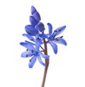 Close-up of Siberian Squill. Royalty Free Stock Photo