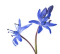 Close-up of Siberian Squill. Royalty Free Stock Photo