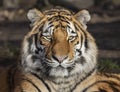 Close-up of a Siberian tiger Panthera tigris altaica