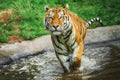 Close up of Siberian tiger (Panthera tigris altaica) walking in water Royalty Free Stock Photo