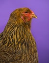 Close-up of a side of Brahma chicken Royalty Free Stock Photo