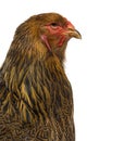 Close-up of a side of Brahma chicken Royalty Free Stock Photo